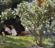 Peder Severin Kroyer Roses Garden in Skagen (nn02) Spain oil painting reproduction